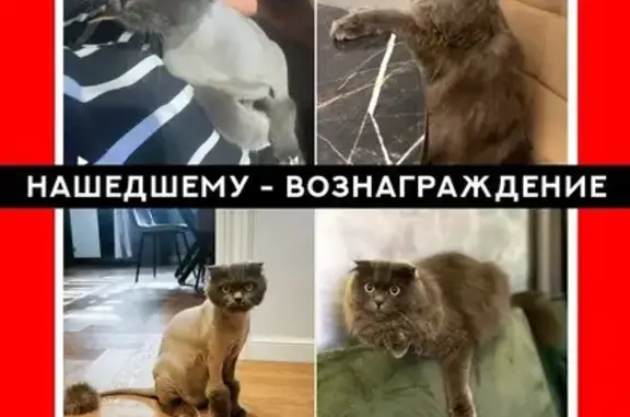 Пропала кошка, Солнечная ул., Нальчик