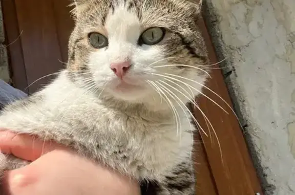 Пропал кот Артурчик, ул. Плеханова, 23