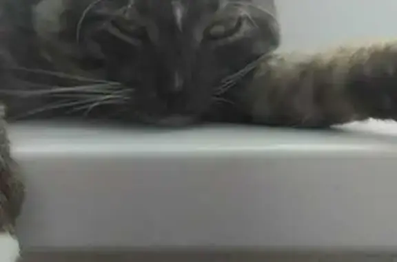 Кошки потеряшки, Люберцы, фото: Потеряшка кошка, Люберцы, ул. Космонавтов, 34