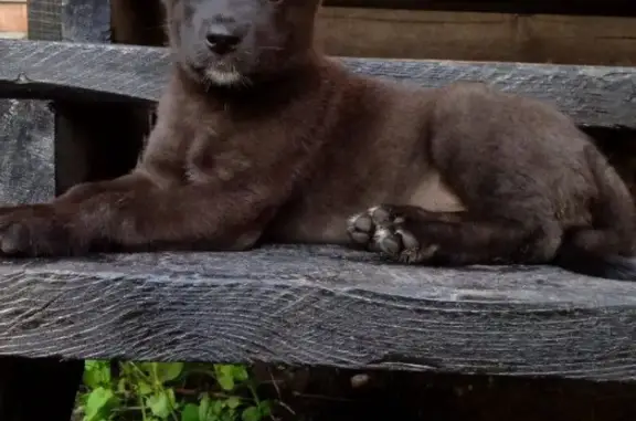 Собаки потеряшки, Омск, фото: Потеряшка черная собака, Харьковская ул., Омск