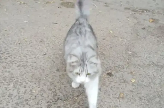 Найдена кошка, Волгоград, фото: Кошка найдена: Университетский пр., 36