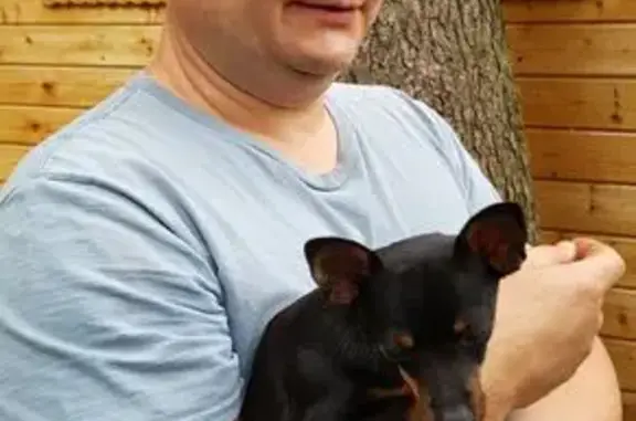 Собаки потеряшки, Реутов, фото: Потеряшка собака, Реутов, пр. Мира, 17