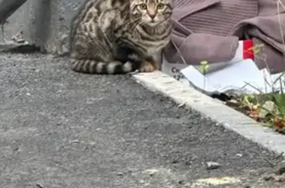 Найдена кошка, Тюмень, фото: Кошка найдена: ул. Н. Фёдорова, 18, Тюмень