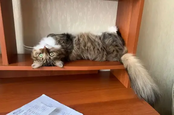 Кошки потеряшки, , фото: Потеряшка кошка, Евпатория, Крым