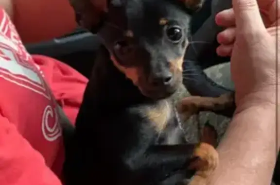 Пропал щенок, Советская ул., Реутов