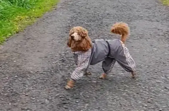 Собаки потеряшки, Московская область, фото: Потеряшка собака в Льялово, МО