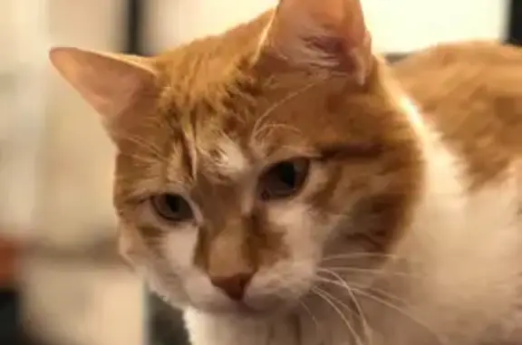 Пропала кошка, ул. Мечникова 51, Крск