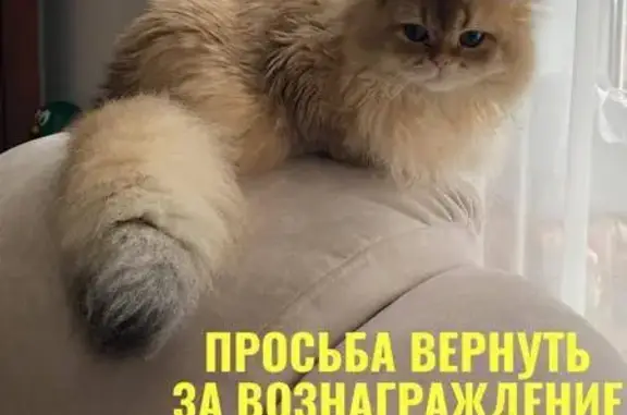 Пропала кошка, 11-й Мариупольский пер.