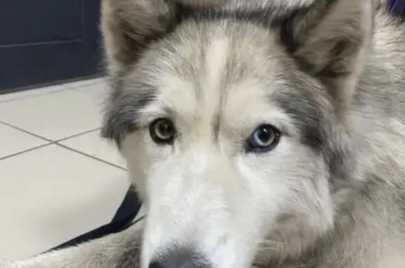 Найдена собака, Барнаул, фото: Найдена собака, Приречная 2А, Барнаул