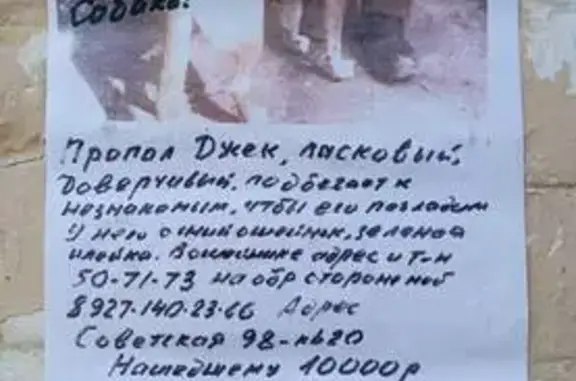 Пропала собака, Советская ул., Саратов