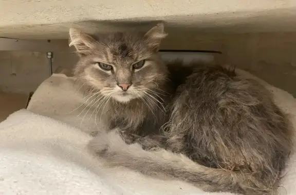 Кошка найдена на Петербургском шоссе, 114