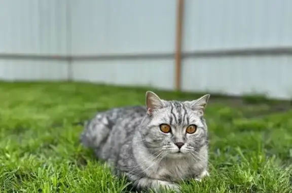 Кошка пропала: Боголюбовская ул., 28 к2