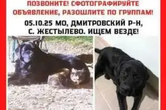 Собаки потеряшки, Московская область, фото: Потеряшка собака в Жестылево, МО