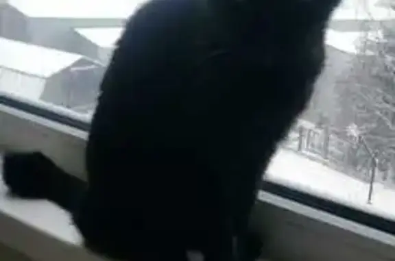 Кошки потеряшки, Петрозаводск, фото: Потеряшка кошка, Боровая ул., 2, Петрозаводск