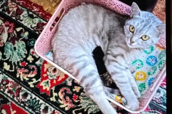 Пропала серая кошка, ул. Орлова, Шахты