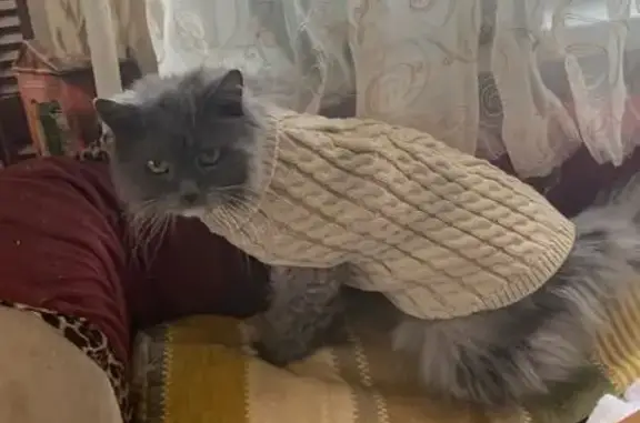 Кошки потеряшки, Балашиха, фото: Потеряшка кошка, Балашиха, ул. 3-я Линия 18/15