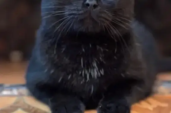 Кошки потеряшки, Балашиха, фото: Потеряшка кошка, Новая ул. 4, Балашиха