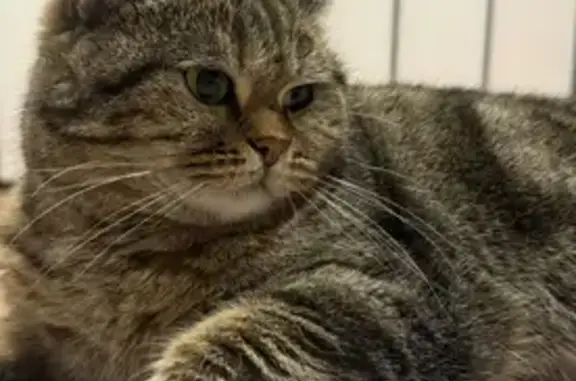 Пропала кошка на Благодатной, Улан-Удэ