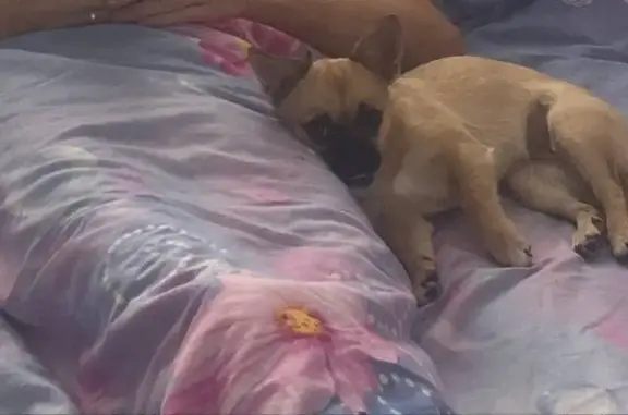 Собаки потеряшки, Оренбург, фото: Потеряшка собака: пр. Дзержинского, Оренбург