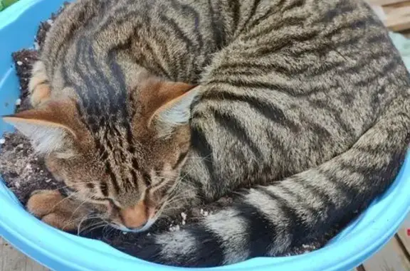 Пропала кошка, 2-я ул. Соревнования, Тверь