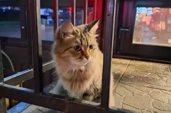 Кошка найдена у магазина, ул. 9 Мая, 3