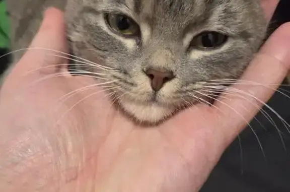 Объявления о пропавших и найденных животных, Нижний Новгород, фото: Кошка найдена в Ольгино, Р-158, 84В
