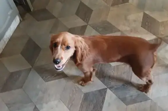 Найдена собака, Рышковский сельсовет, фото: Собака найдена: Центр. ул, 75, Рышково