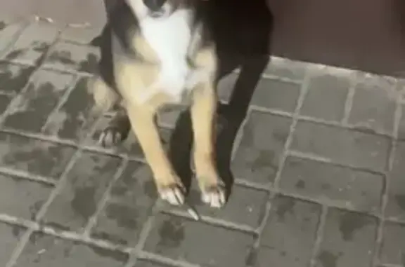 Щенок пропал на ул. Мичуринская, 185А