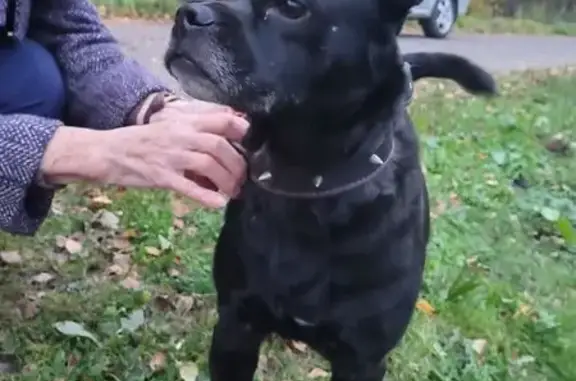 Найдена собака, Ярославская область, фото: Собака найдена в Карабихе, Ярославль
