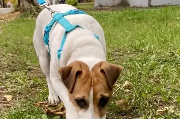 Найдена собака, Ногинск, фото: Собака найдена: ул. Пугачёва, 17А, Ногинск