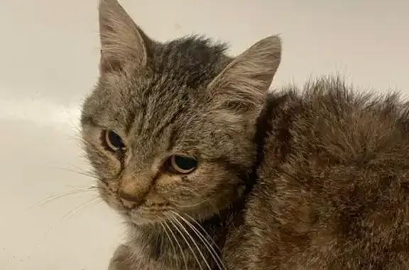 Найдена кошка, Иваново, фото: Кошка найдена в Новой Ильинке, Иваново