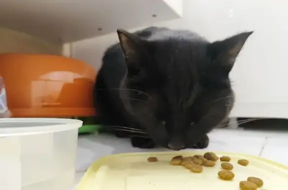 Найдена кошка, Сыктывкар, фото: Кошка найдена: Октябрьский пр., Сыктывкар