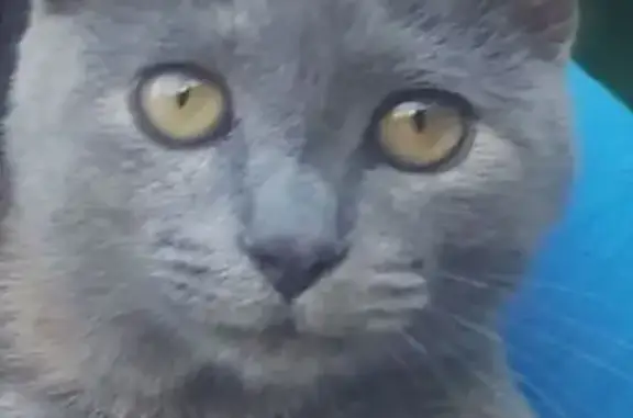 Кошки потеряшки, Славянск-на-Кубани, фото: Потеряшка кошка, Кооперативная 2, Совхозный