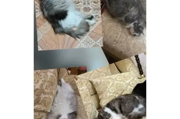 Кошки потеряшки, Майкоп, фото: Потеряшка кошка, ул. Горького 113, Майкоп