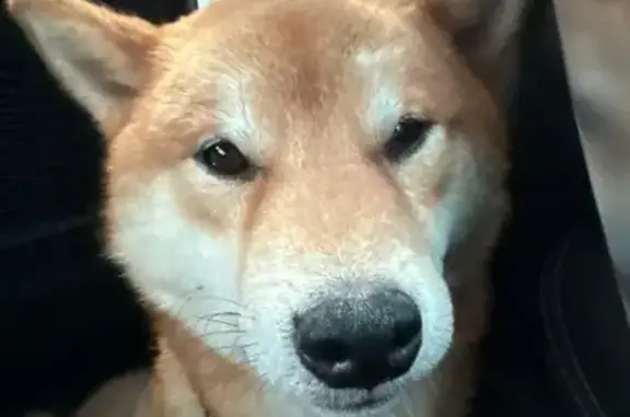 Собаки потеряшки, Нижний Новгород, фото: Потеряшка сиба-ину на пр. Гагарина, Н. Новгород