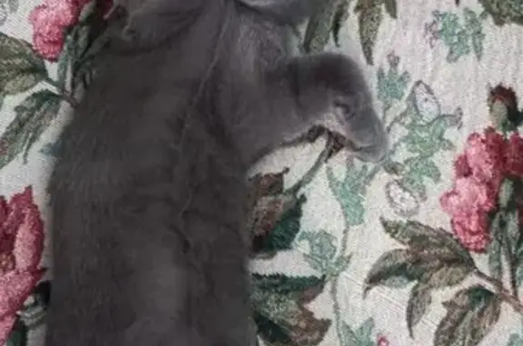 Кошки потеряшки, Элиста, фото: Потеряшка кошка, Физкультурная 27, Элиста