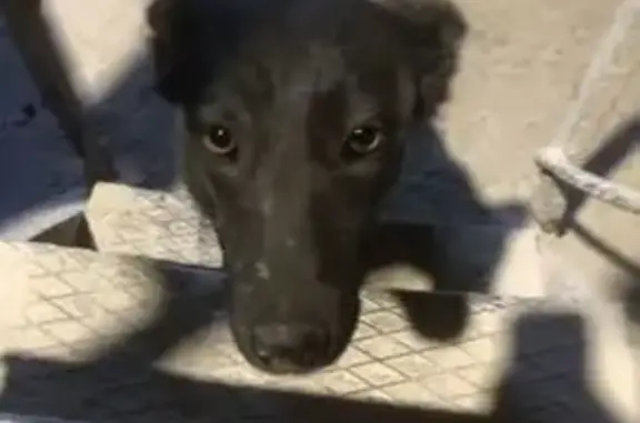 Собаки потеряшки, Самара, фото: Потеряшка собака, Рельефная ул., 39, Самара