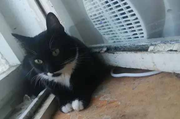 Пропала черная кошка, Ленинградская ул.