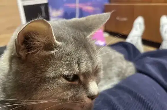 Найдена кошка, Киров, фото: Кошка найдена: ул. Ивана Попова, Киров