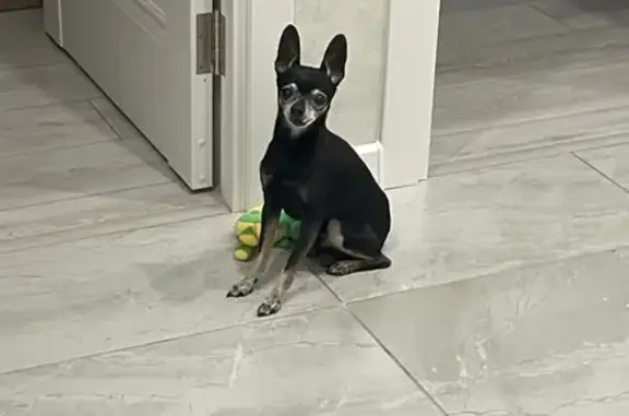 Собаки потеряшки, Михайловск, фото: Потеряшка собака, ул. Ермольевой, Михайловск