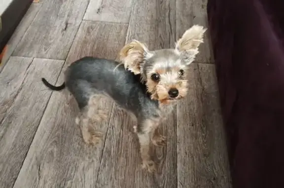 Объявления о пропавших и найденных животных, Воронежская область, фото: Пропала собака в Борисоглебске, Воронежская обл.