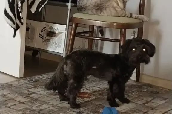 Пропала собака, 45 Павлино