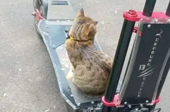 Пропала кошка, Кронштадтский бул., 53