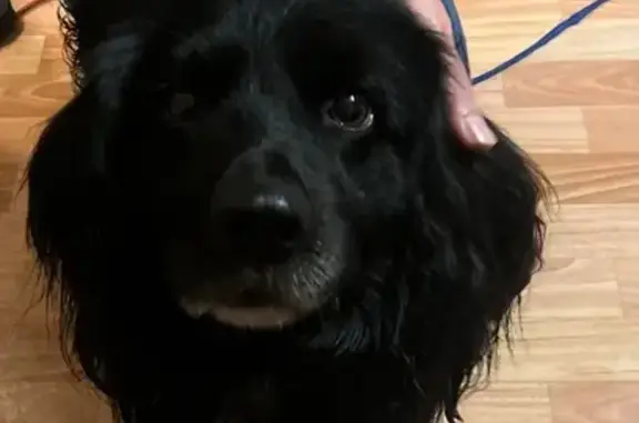 Найдена собака, , фото: Собака найдена у Деревяницкого моста