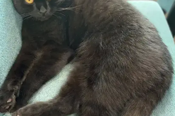 Пропала кошка, Интернациональная 4, Щёкино