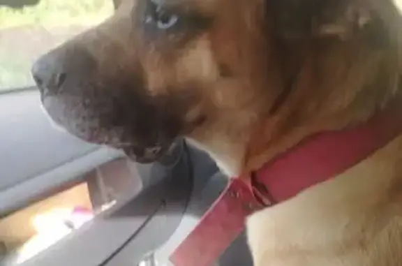 Собаки потеряшки, Екатеринбург, фото: Потеряшка собака, Березовский, Екатеринбург