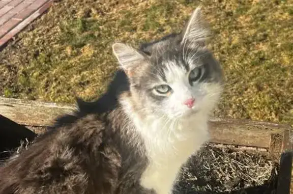 Пропала кошка, Косовка, Москва