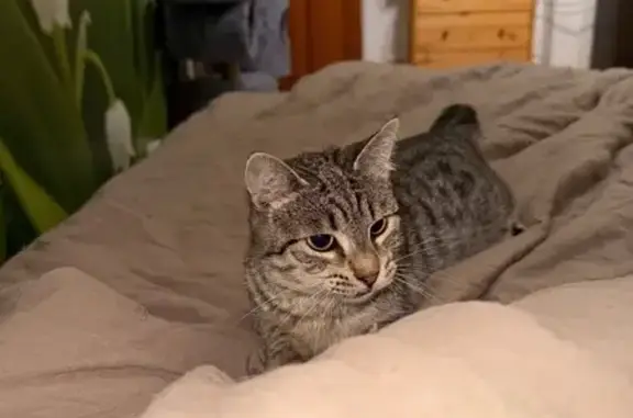 Пропала кошка, Селезнёва 246, помогите!