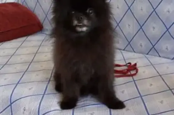 Пропала собака, Серпуховская ул., Калининград