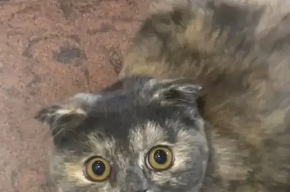 Пропала кошка, Бакалинская 25, Уфа